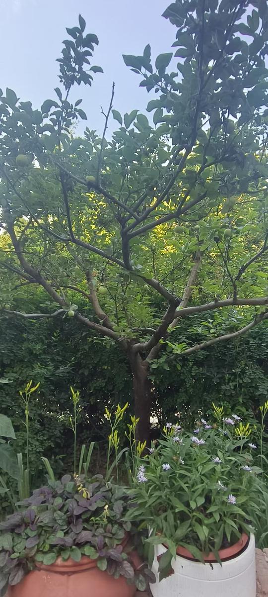 黄花菜