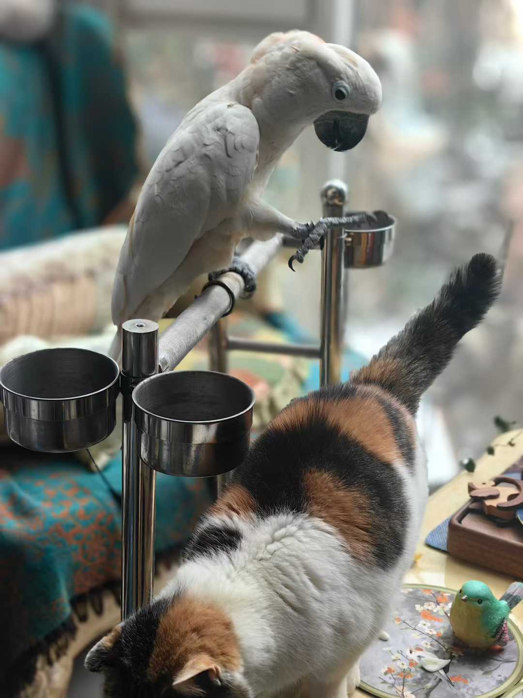 猫司令与群猫