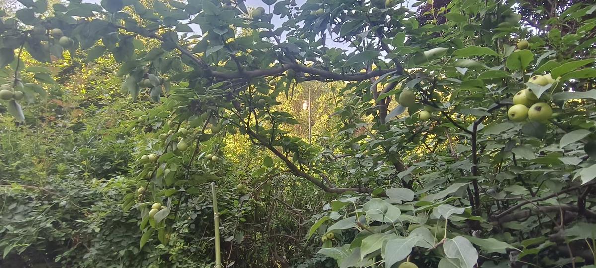 梨树青果
