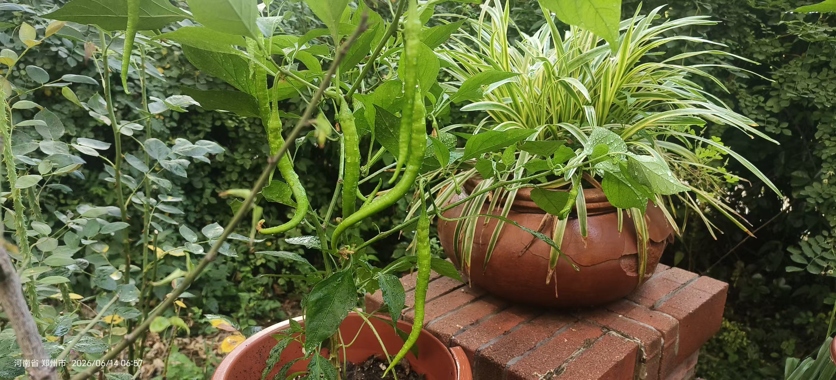 菜园耕植