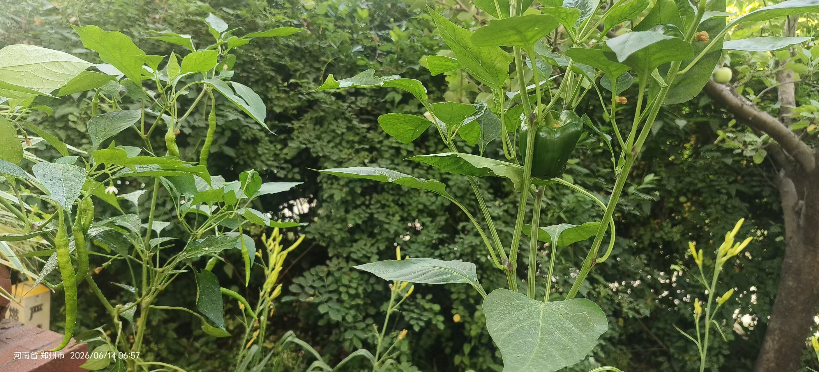 菜园耕植