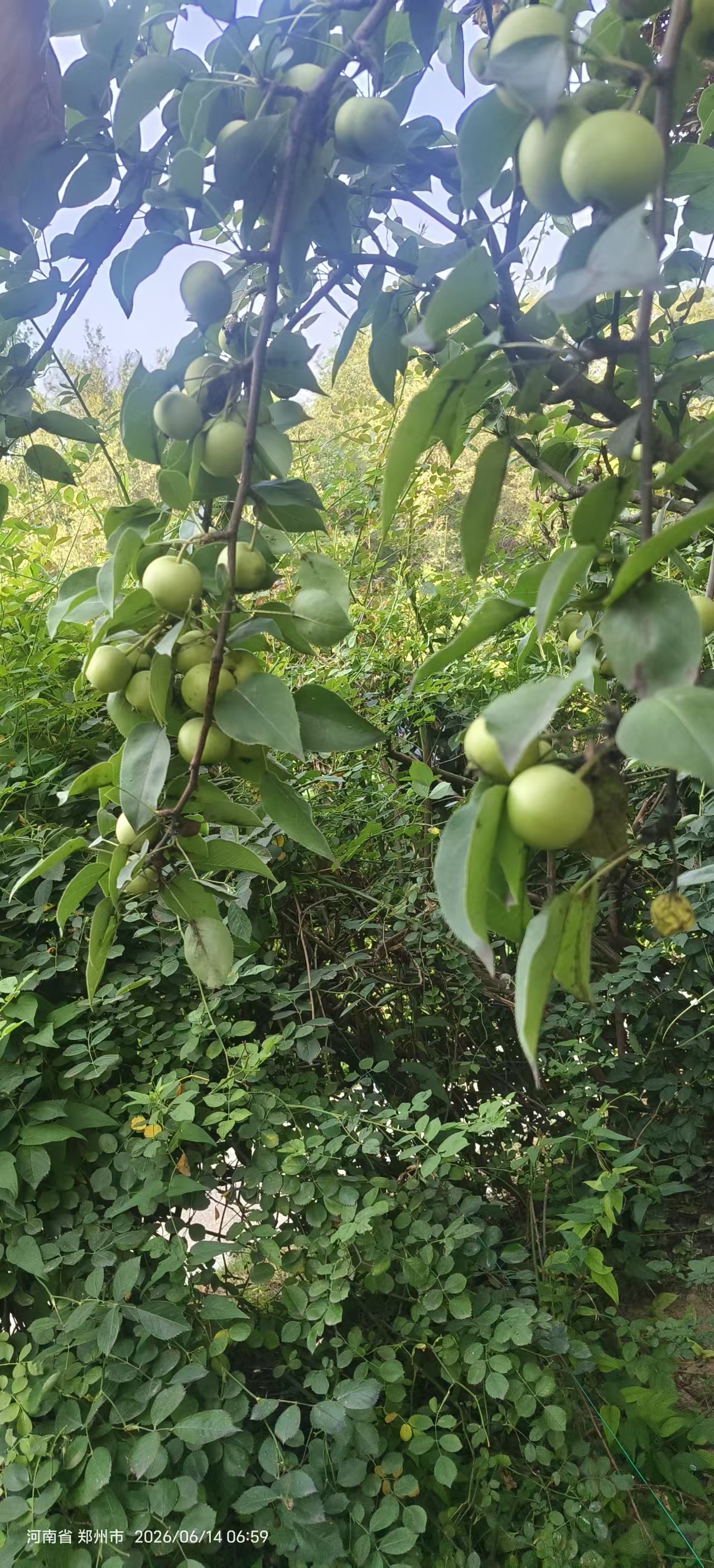 菜园耕植