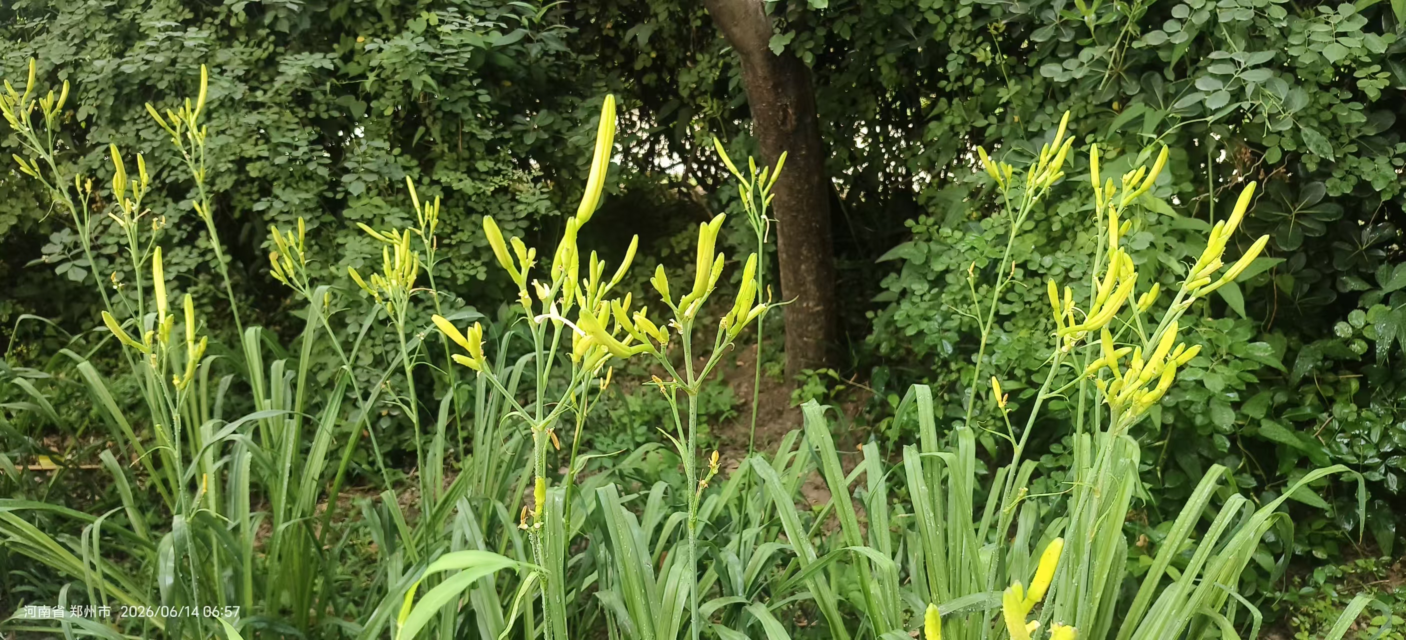 菜园耕植