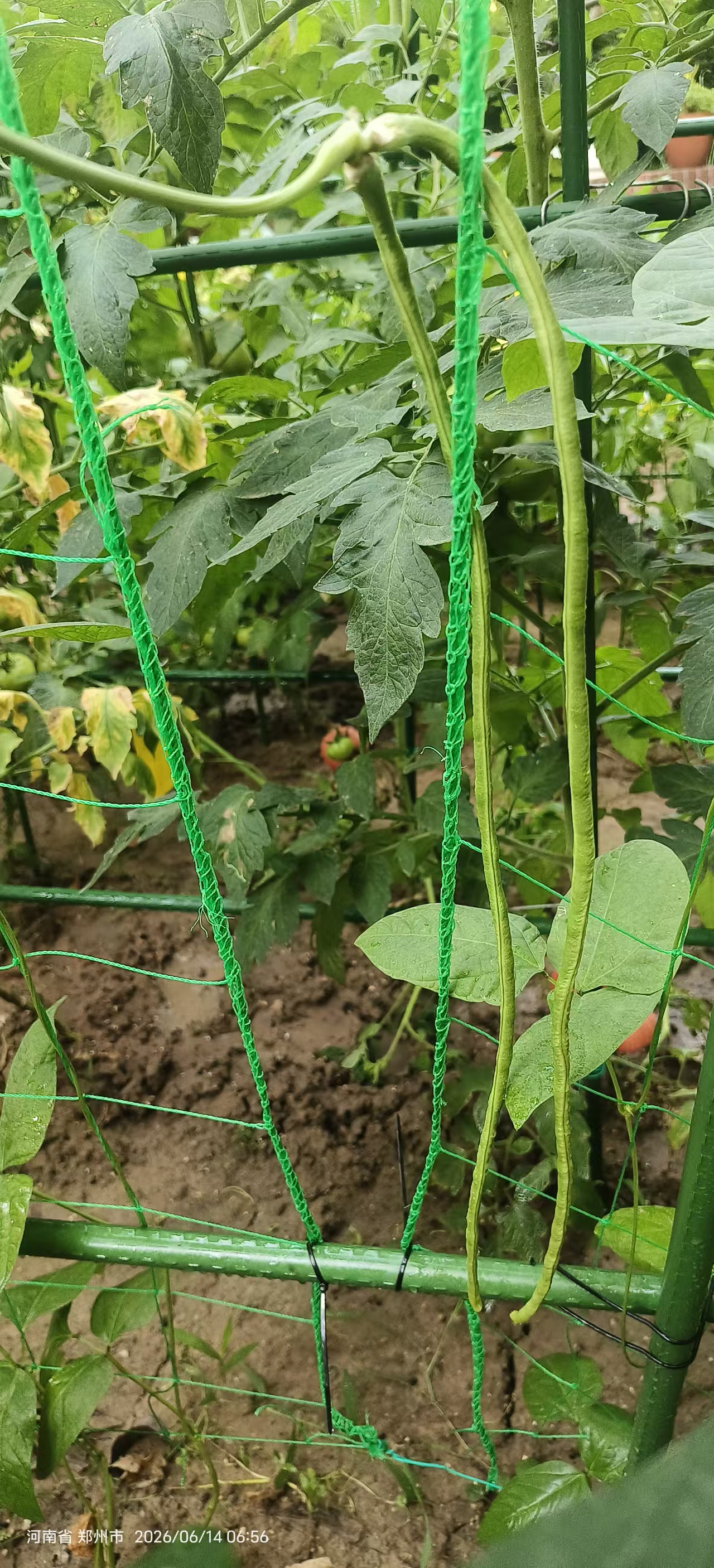 菜园耕植