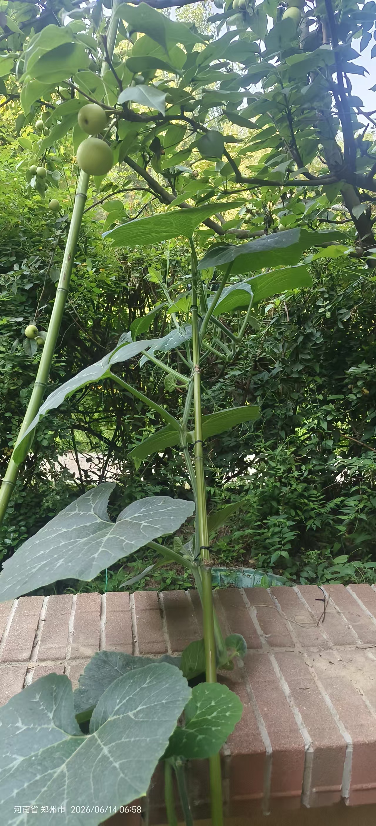 菜园耕植