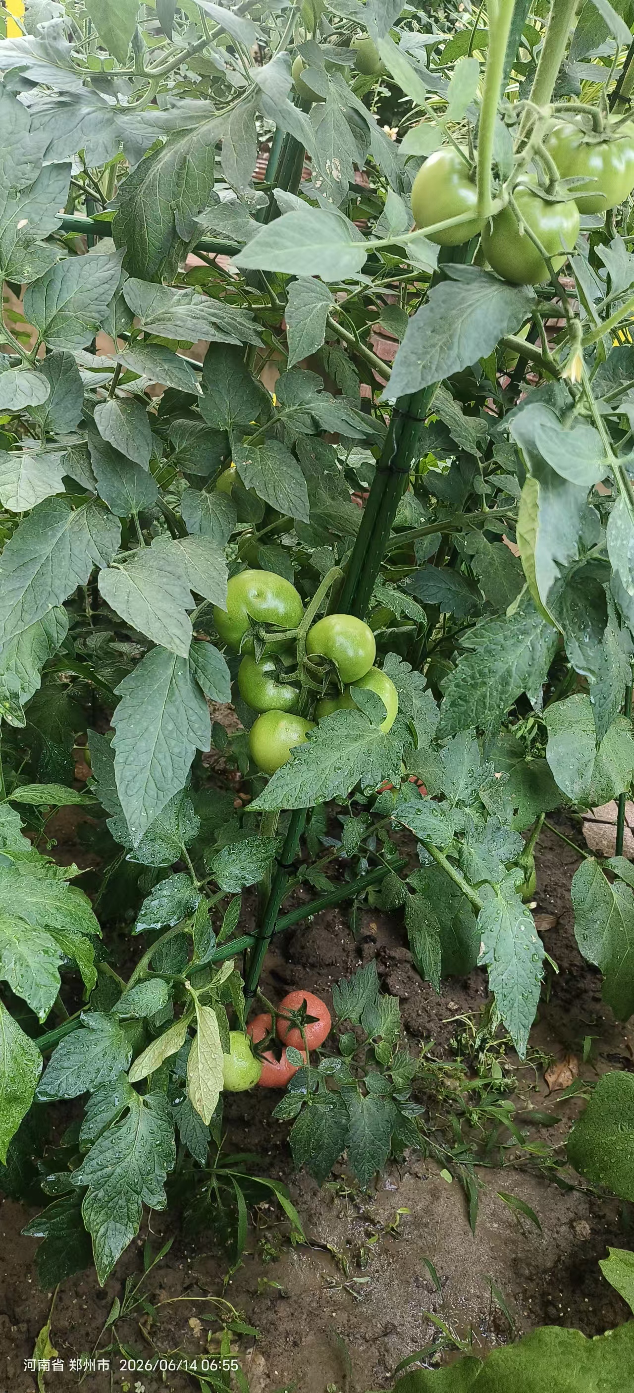 菜园耕植