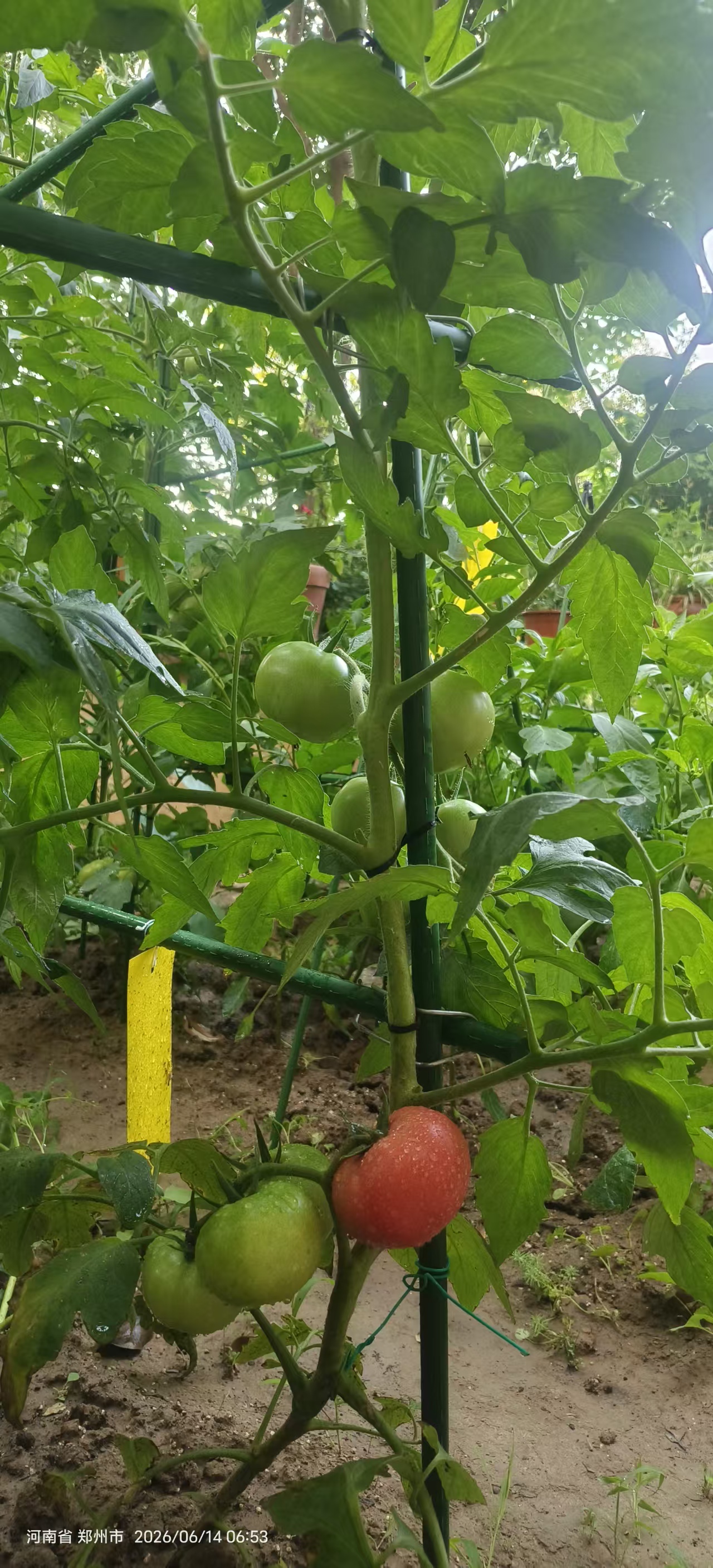 菜园耕植