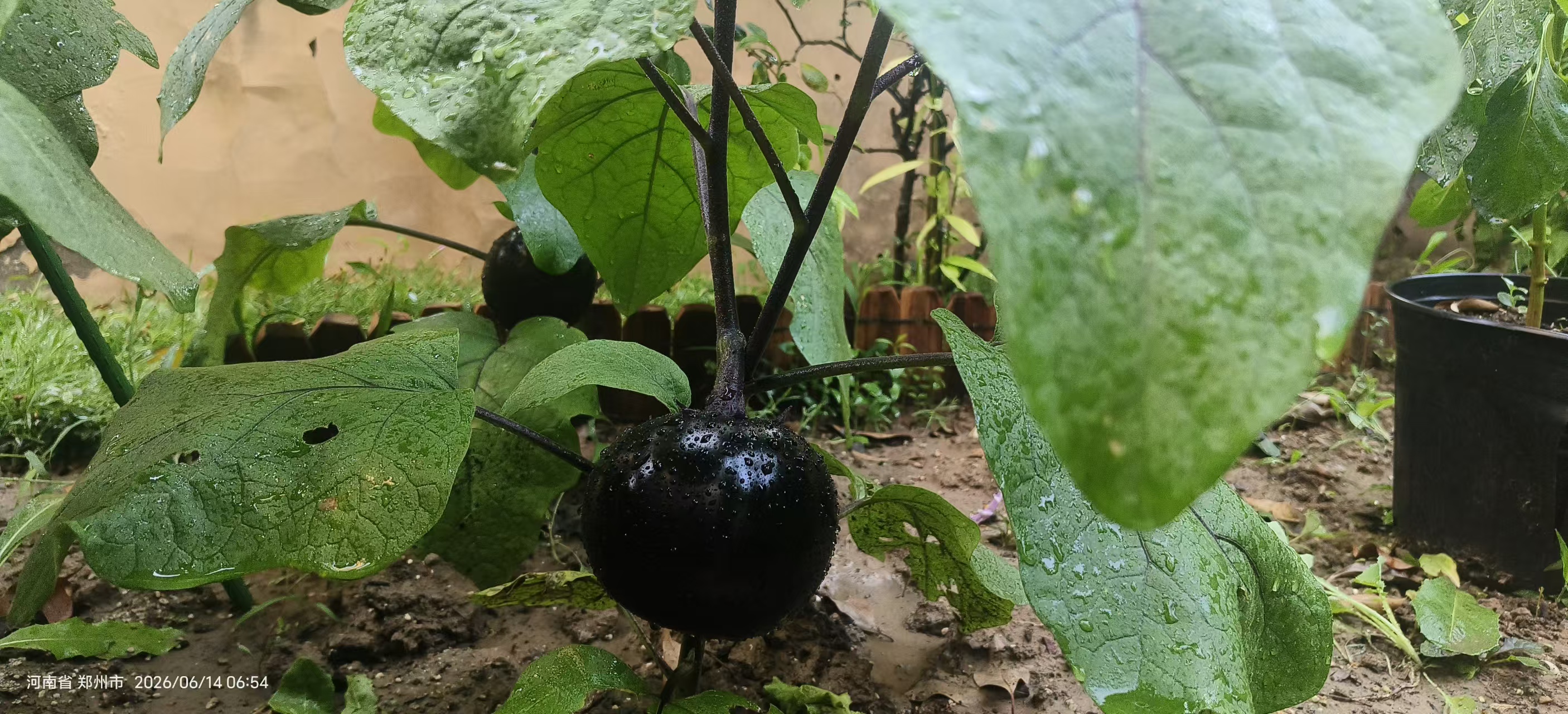 菜园耕植