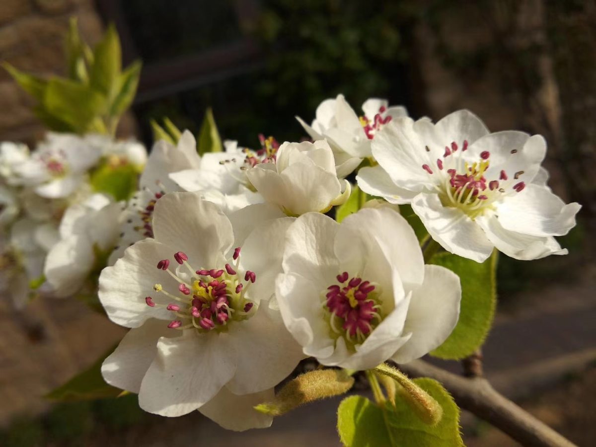 庭院花木