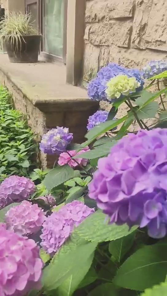 庭院花木
