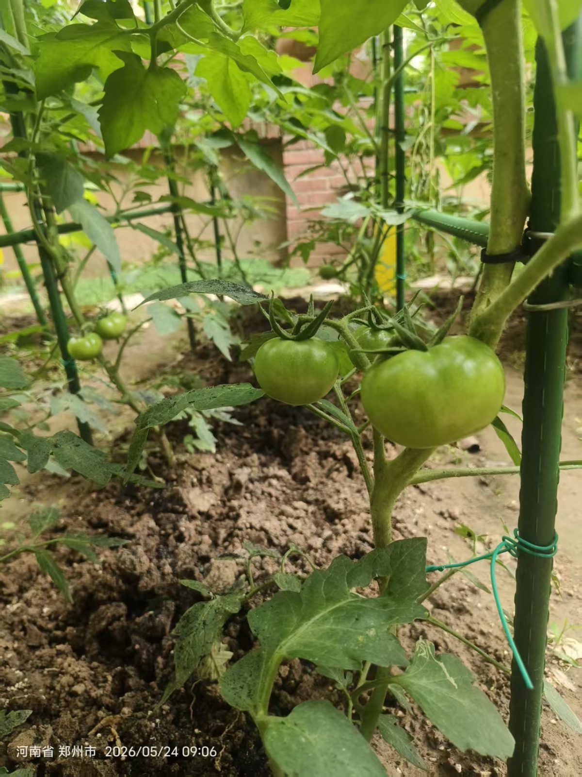 菜园耕植