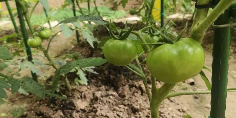 菜园耕植
