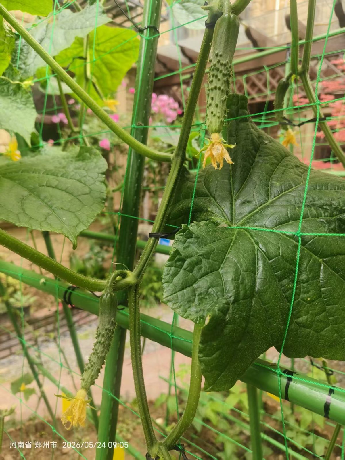 菜园耕植