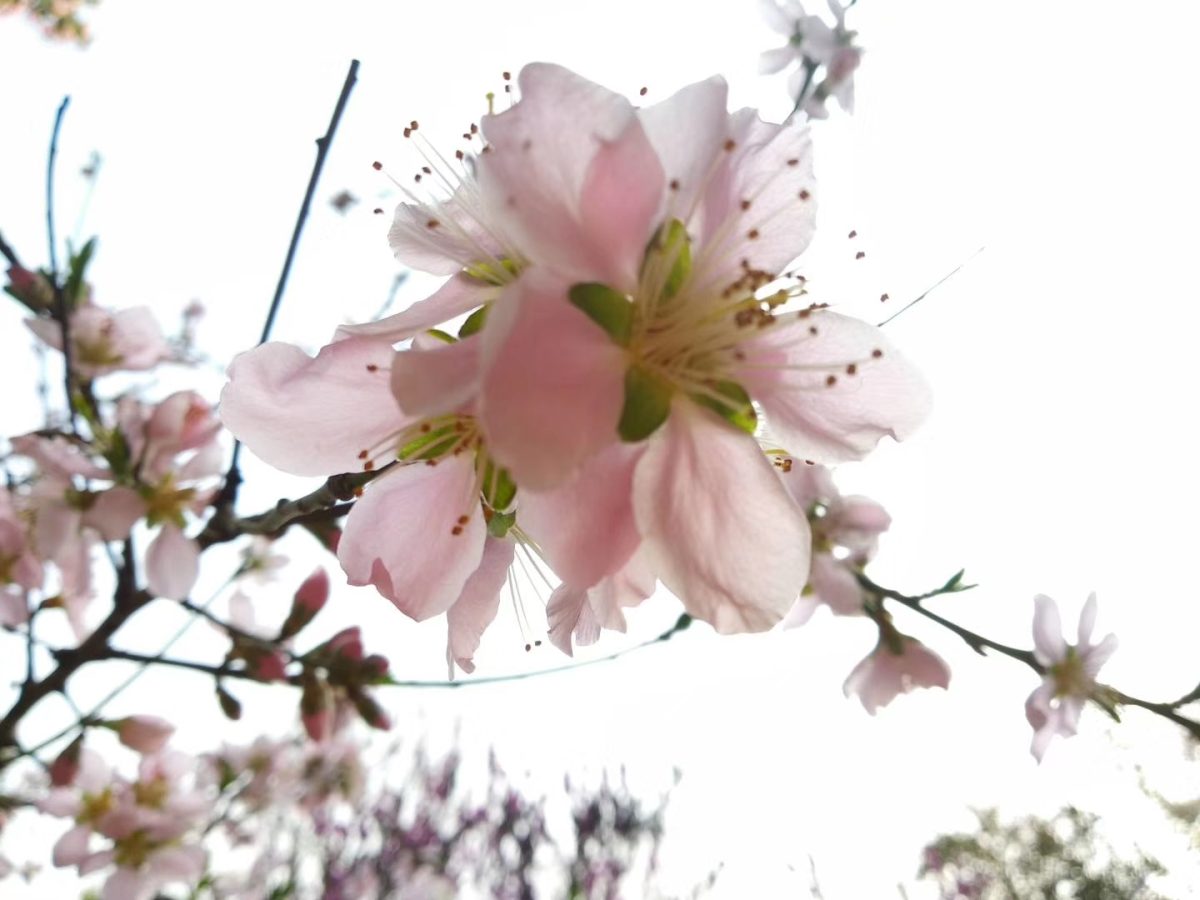酿酒实操