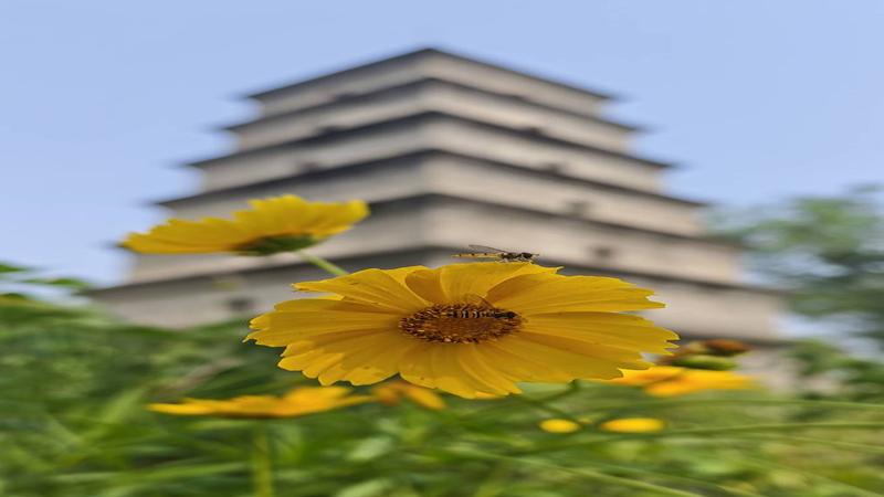 后山树林