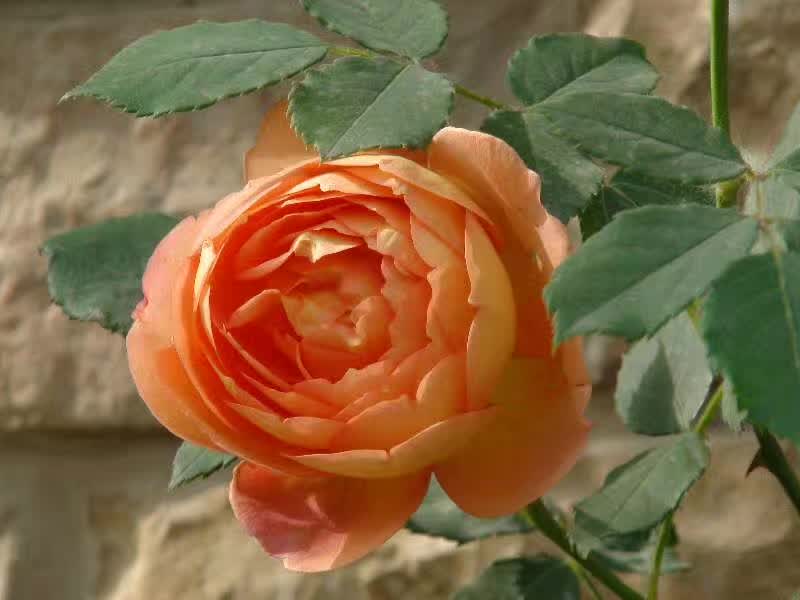 春花