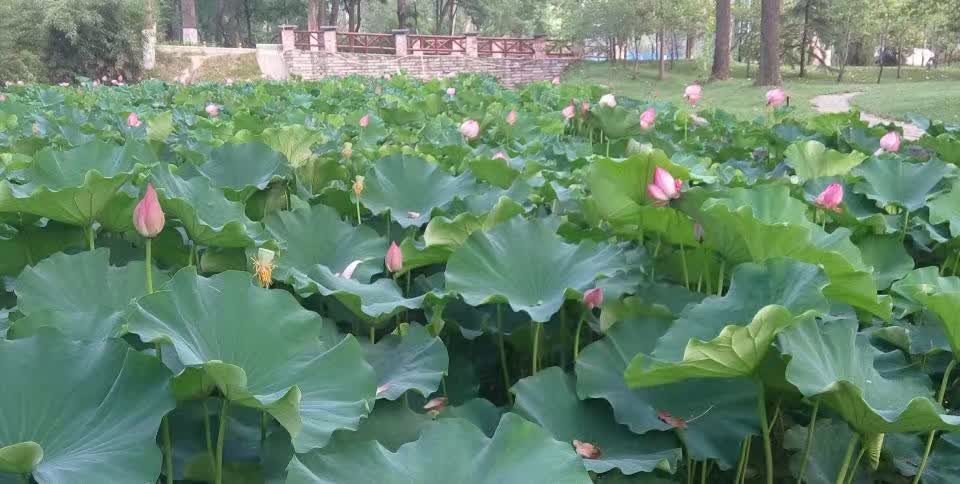 夏日荷塘