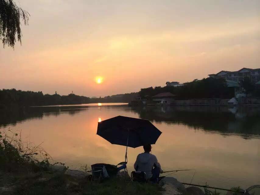 夏日荷塘