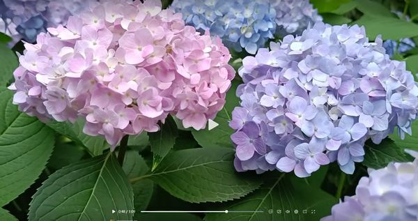 绣球花季