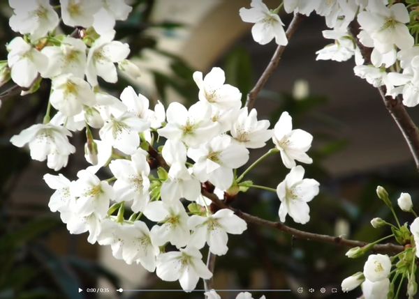 门前樱花