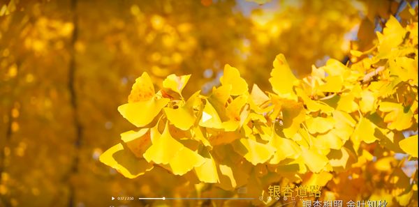 果岭风光