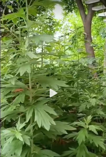 艾草束
